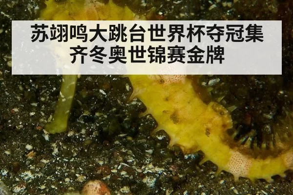 苏翊鸣大跳台世界杯夺冠集齐冬奥世锦赛金牌